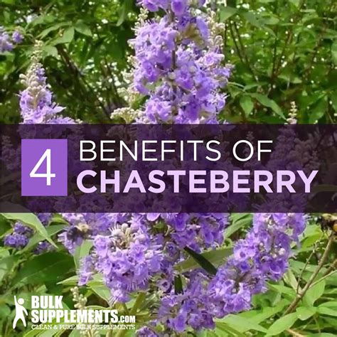 Chasteberry